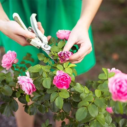 Person pruning pink roses with clippers