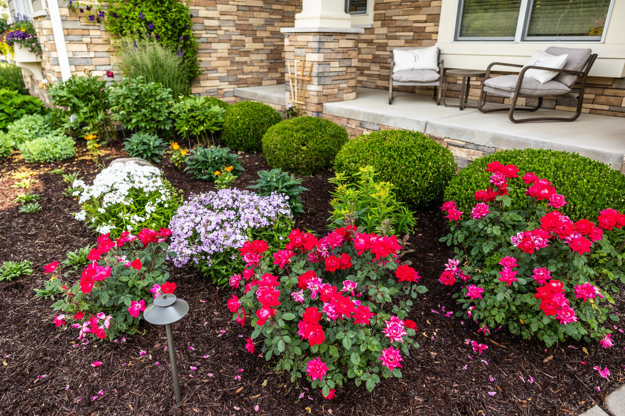 Colorful flower garden with red roses and shrubs.