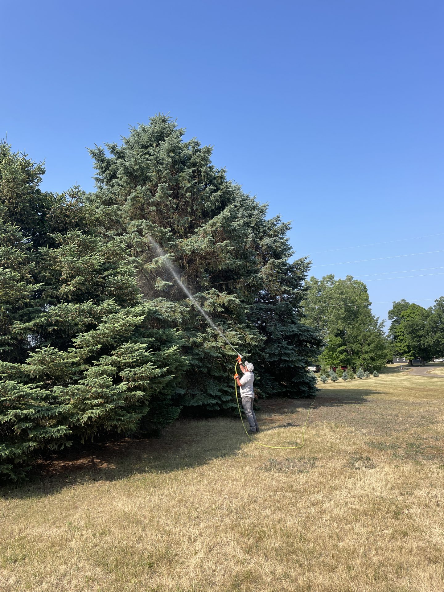 Person watering large evergreen tree on sunny day.
