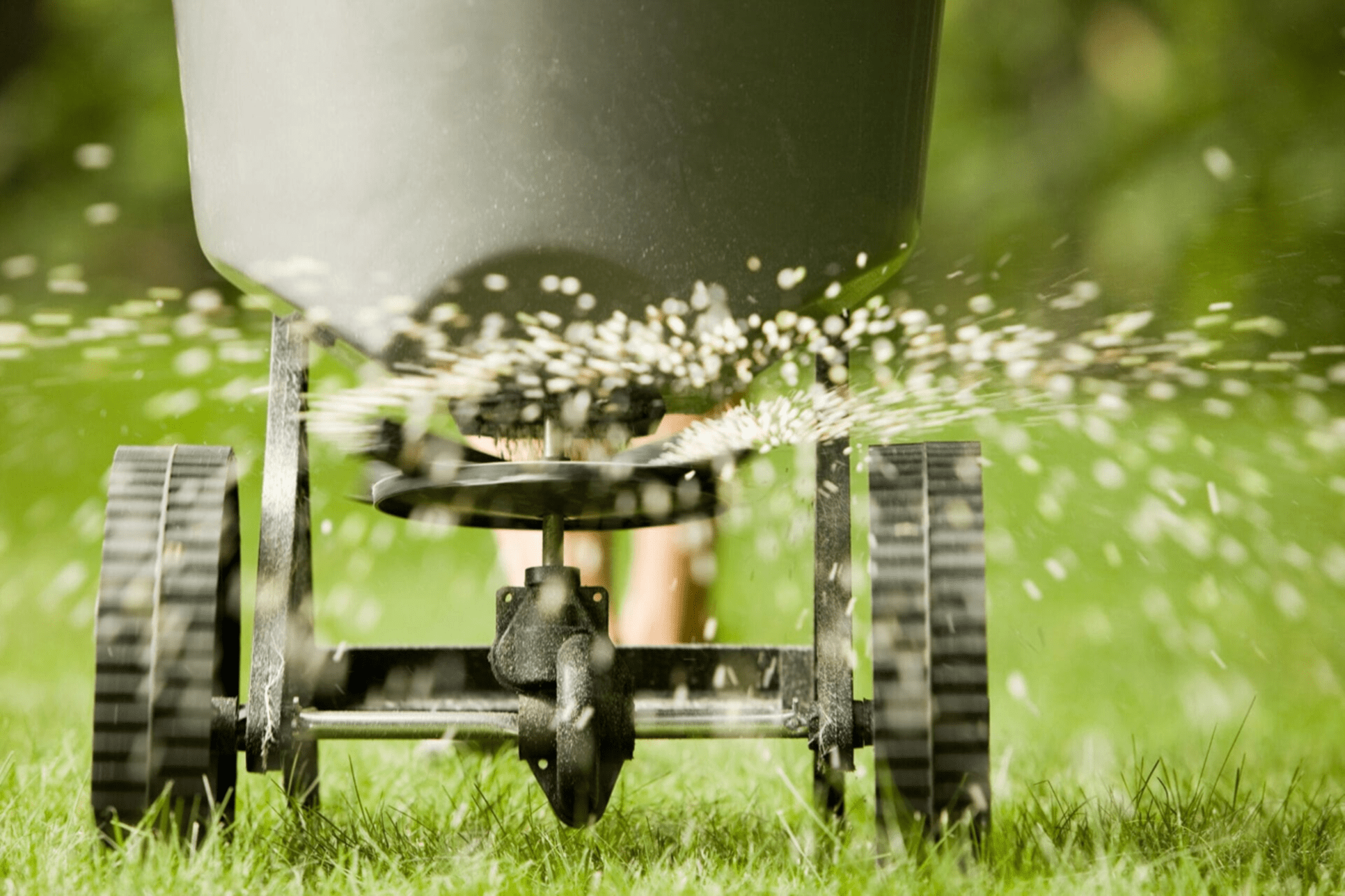 Spreader dispersing seeds on green lawn