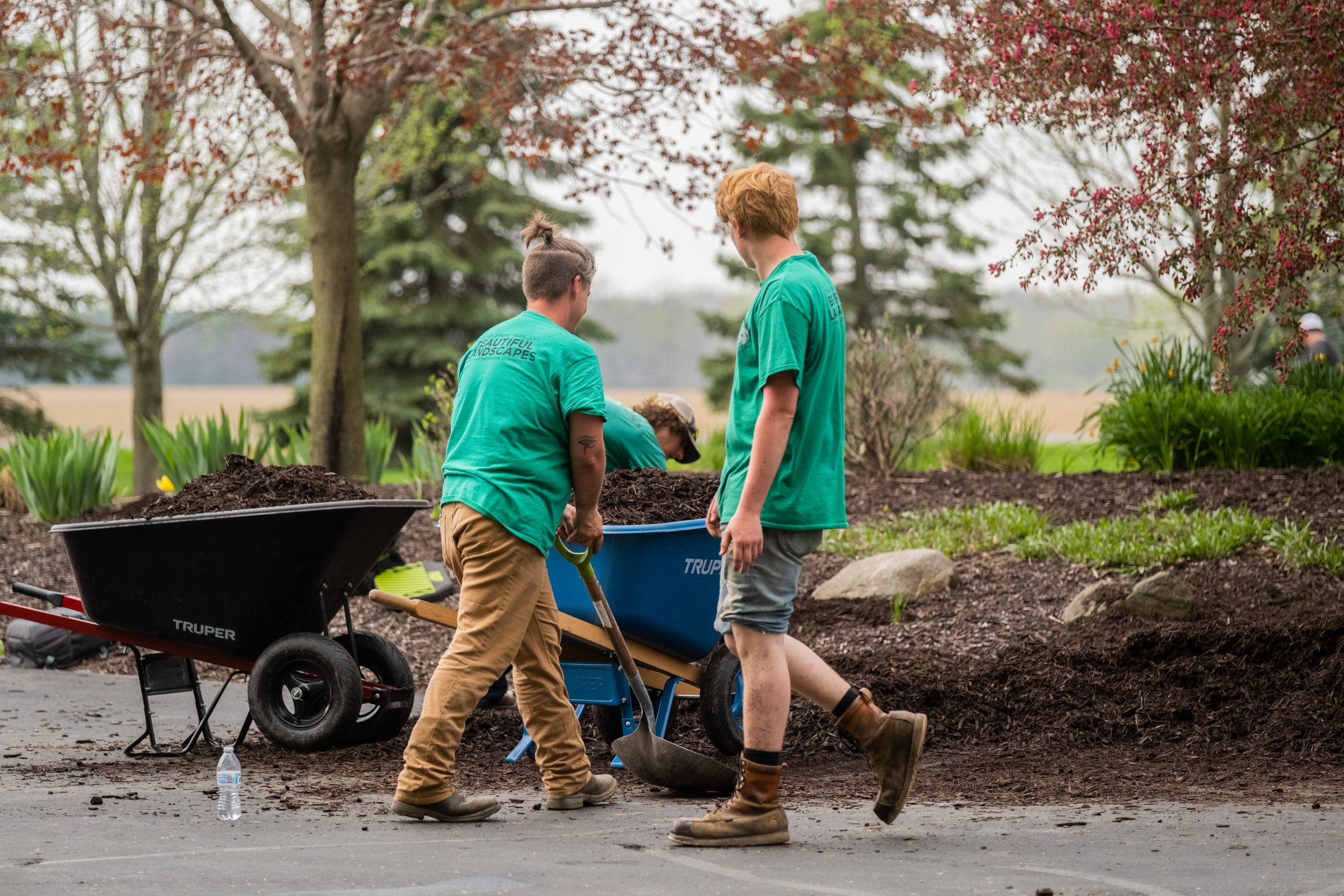 People spreading mulch with wheelbarrows in garden.
