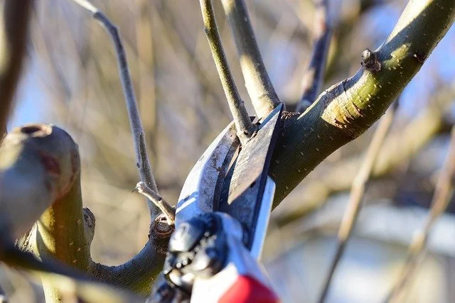 Pruning shears cutting a tree branch outdoors.