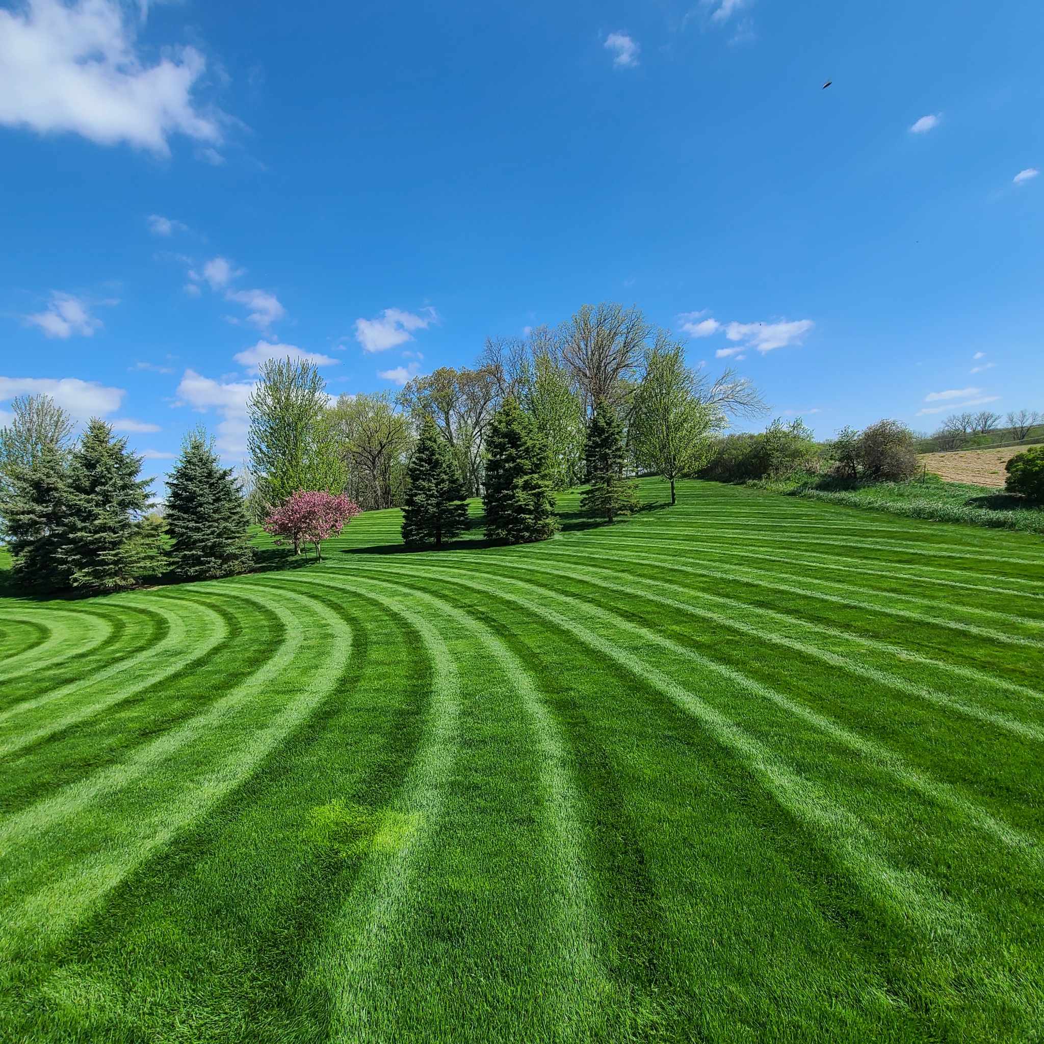 Lush green lawn with clear blue sky