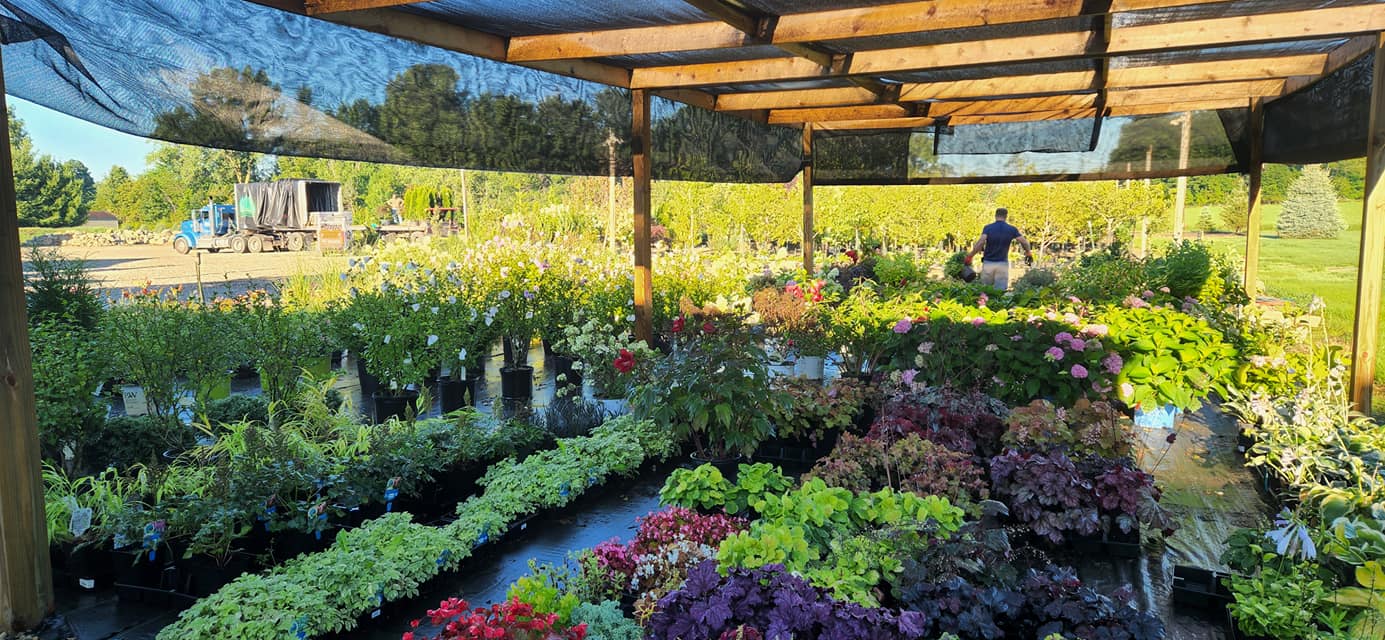 Colorful plants displayed under shaded structure at nursery.