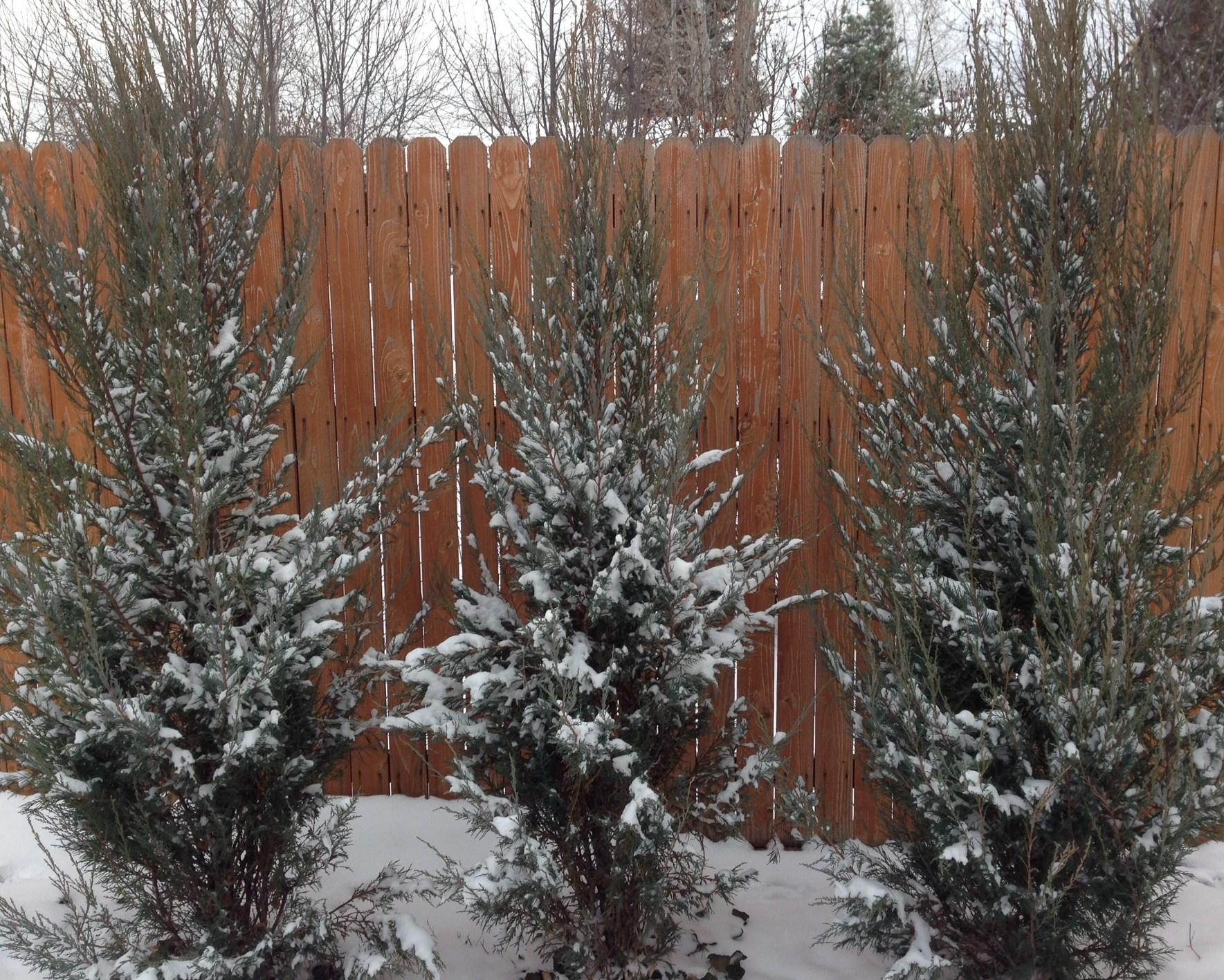 Evergreen privacy trees planted along wooden fence in winter