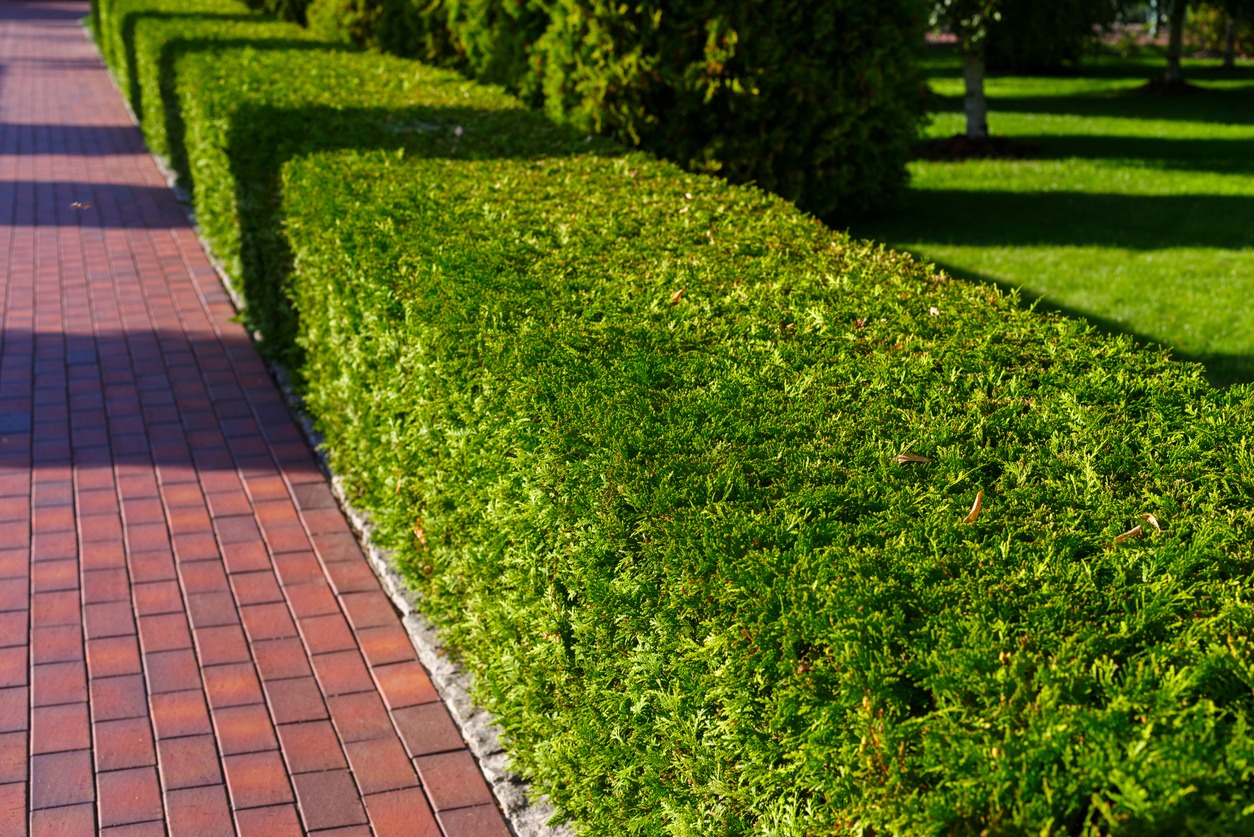 Trimmed green hedge beside red brick path